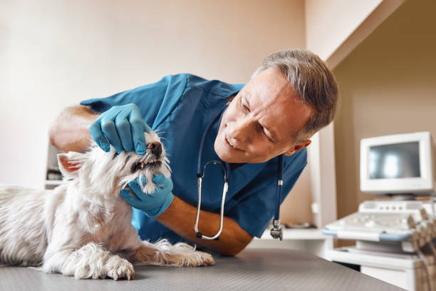 Best 24-Hour Emergency Dentist in Raymond, IL